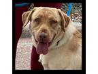 Adopt Rudy a Labrador Retriever
