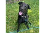 Adopt Onyx a Black Labrador Retriever