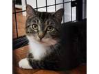 Adopt Snack a Domestic Short Hair
