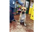 Adopt Max a Mixed Breed