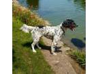 Adopt MR. MOE a English Setter