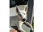 Adopt YETI a Canaan Dog