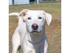 Adopt Peyton a White German Shepherd, Mixed Breed