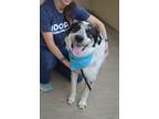 Adopt Jay (In Foster) a Australian Cattle Dog / Blue Heeler