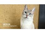 Adopt Merlin a Siamese