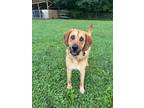 Adopt Hutch a Labrador Retriever, Redbone Coonhound