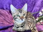 Bengal Male Kittens