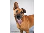 Adopt Bart a German Shepherd Dog, Mixed Breed