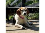 Adopt Shiloh a Beagle