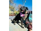 Adopt Eugenio a Labrador Retriever