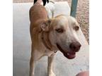Adopt Mavery a Yellow Labrador Retriever, Mixed Breed