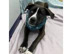 Adopt Winda a Anatolian Shepherd, Mixed Breed