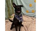 Adopt Harper a Black Labrador Retriever, Shepherd