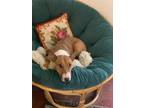 Adopt Tuli a Bull Terrier