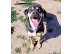 Adopt Khloe a Coonhound