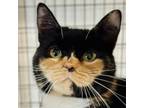 Adopt Recycle a Domestic Short Hair
