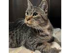 Adopt Kim a Domestic Short Hair