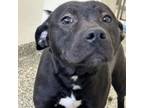 Adopt Louie a Pit Bull Terrier