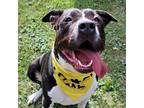 Adopt Misha a American Staffordshire Terrier