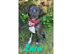 Adopt Zara 30108 a Collie, Mixed Breed