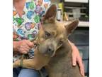 Adopt Pebbles 24-0159 a Pit Bull Terrier, American Staffordshire Terrier