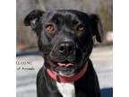 Adopt Sweetie 24-0070 a Pit Bull Terrier, American Staffordshire Terrier