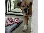 Adopt Ramen 24-0124 a Boxer
