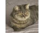 Adopt Avenue Kuwait a British Shorthair, Domestic Short Hair