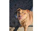 Adopt Robin a Pit Bull Terrier, Mixed Breed