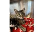 Adopt Ahavah a American Shorthair, Tabby