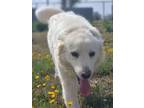 Adopt Lulu a Great Pyrenees, Mixed Breed