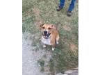 Adopt Candy a Boxer, Mixed Breed