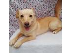 Adopt Angie Ella a Carolina Dog