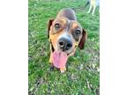 Adopt Mama Foxy a Pit Bull Terrier, Hound