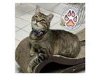 Adopt Arnie a Domestic Short Hair