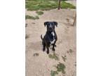 Adopt Dominic a Black Labrador Retriever