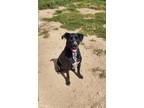 Adopt Hobbs a Black Labrador Retriever