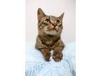 Adopt Perry a Domestic Short Hair