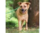 Adopt Apollo 24-0111 a Black Mouth Cur, Shepherd