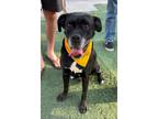 Adopt Walter Edward a Boxer, Labrador Retriever
