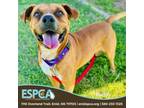 Adopt Buddy a Boxer