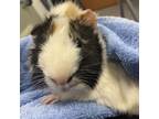 Adopt Frank a Guinea Pig