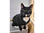 Adopt MURPHY a Domestic Short Hair