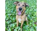 Adopt Dexter Miny a Australian Shepherd, Belgian Shepherd / Malinois