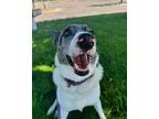 Adopt Leo a Husky, Australian Cattle Dog / Blue Heeler