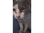 Adopt Mr Grey a Domestic Short Hair