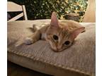 Adopt Sir Gingersnap a Tabby, Domestic Short Hair