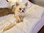 Adopt Sebastian a Chinese Crested Dog