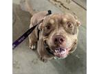 Adopt Chief a Pit Bull Terrier