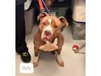 Adopt Dolly a Pit Bull Terrier